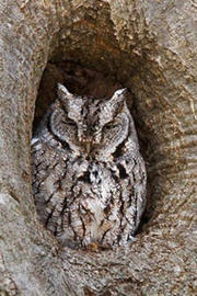 Eastern Screech owl @ Eduardo del Solar