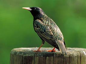 European starling © USFWS