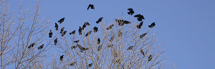 flock of crows © Marj Rines, Mass Audubon