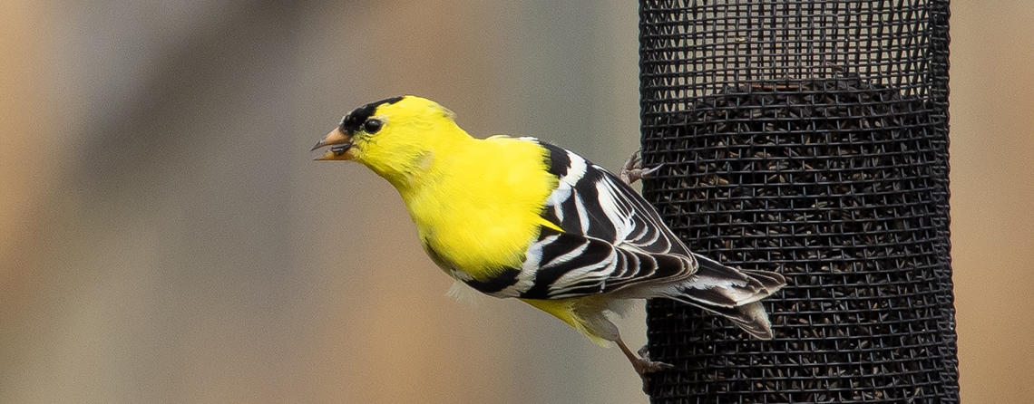 Goldfinch on Feeder copyright Anindya Sen