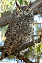 Great horned owl © Paul Higgins