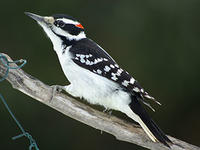 Hairy woodpecker © Ano Lobb