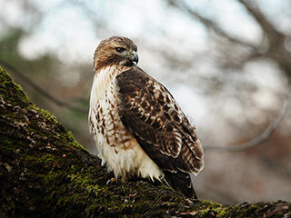 Hawk © Nathan Goshgarian