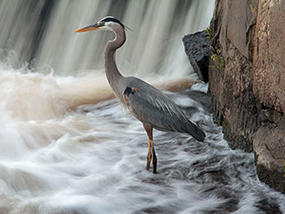 Heron © John Elliott