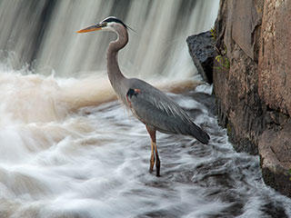 Heron © John Elliott