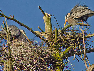 heron rookery © Ronald Reynolds
