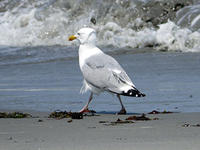 Herring gull