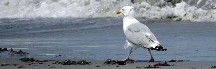 Herring gull