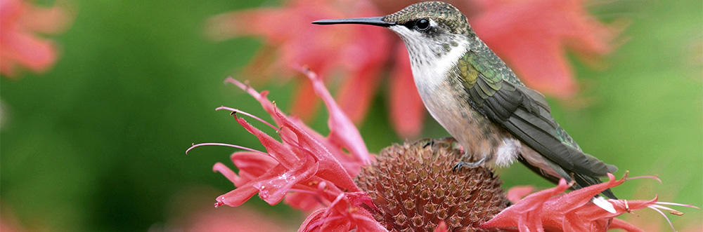 Female Ruby-throated Hummingbird © Katherine Wall