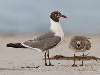 Laughing gulls © Linda Fuller