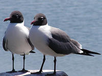 laughing gulls © Richard Johnson