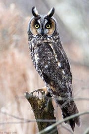 Long-eared owl © Joe Vincent