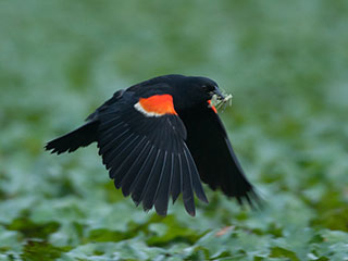 male red-winged blackbird © Andrew Liu