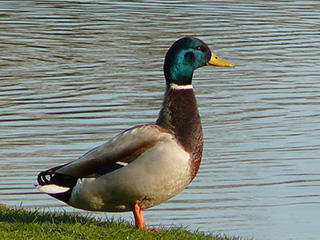 Mallard © Atamari, wikicommons
