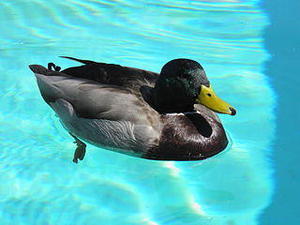 Mallard duck in pool © Michael W. Kolton, wiki commons