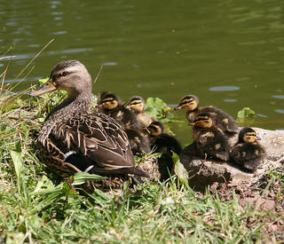 Mallard mother and ducklings © Brocken Inaglory, wiki commons