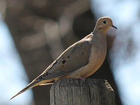 mourning dove © Al Caldarelli