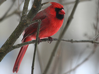 northern cardinal © Johanna Wray