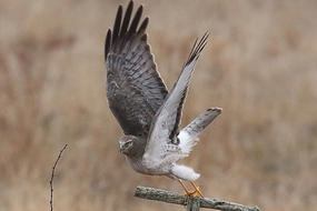 Northern Harrier preparing to take off © Paul McCarthy