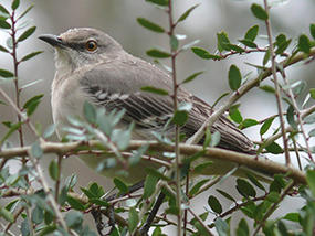 northern mockingbird © Ken Thomas