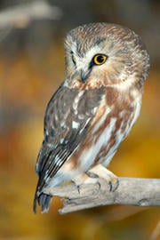 Northern Saw-whet owl © Paul Higgins