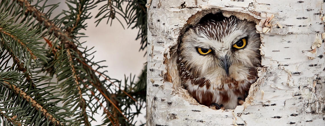 Northern Saw-whet Owl looking out of its tree cavity in winter