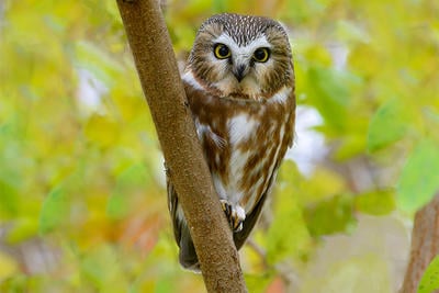 Northern Saw-whet Owl on branch in early fall