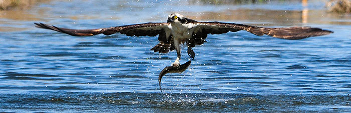 Osprey catching a fish © Mike Snow