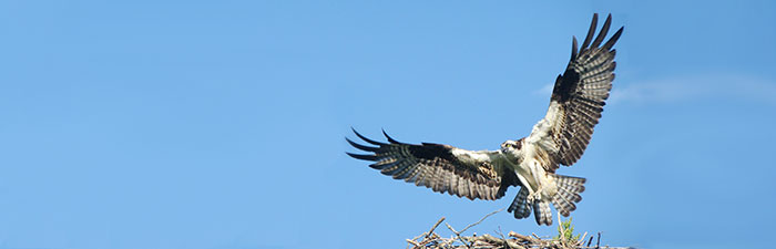 Osprey © David Ennis
