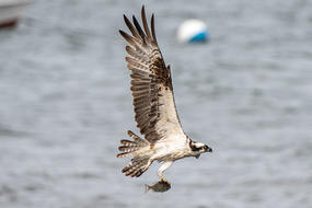 Osprey with fish flying over water © Andrew Chin