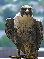 Peregrine Falcon © Richard Johnson