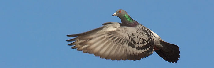 pigeon in flight © Stefan Berndtsson, flickr