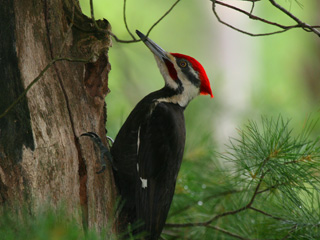 pileated woodpecker © Kim Nagy