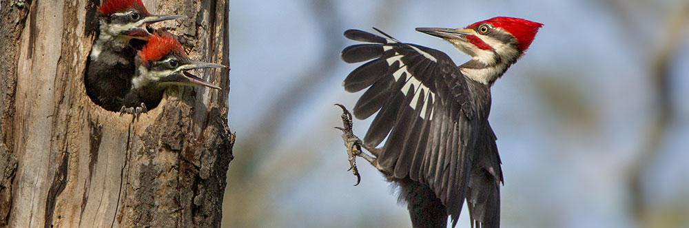 Garden Bird Identifier Chart