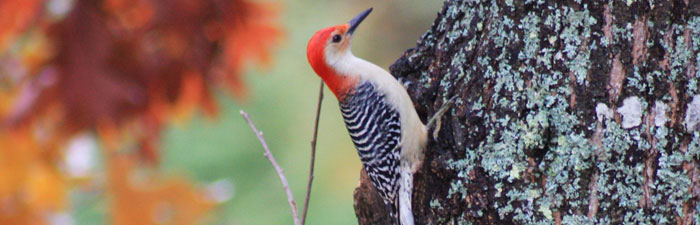 Red-bellied woodpecker © Gerry Farquharson