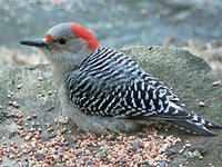 Red-bellied woodpecker © Rene Laubach
