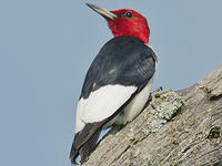 Red-headed woodpecker © Ken Lee
