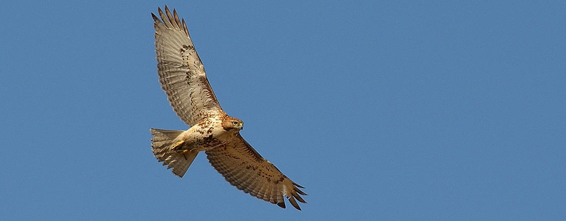 Red-tailed Hawk in flight view from front © Jeff Martineau