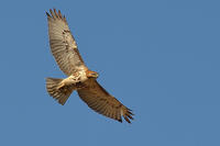 Red-tailed Hawk in flight view from front © Jeff Martineau
