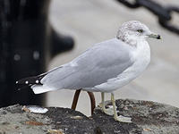 ring-billed gull © Tony Hisgett, wikicommons
