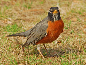 Robin © Richard Alvarnaz