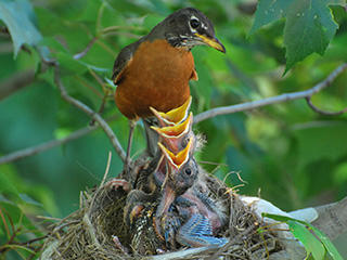 Robin mother and chicks © Robert Nardone
