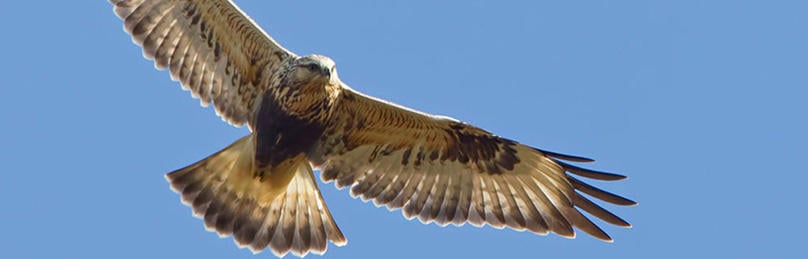 Rough-legged hawk © Phil Brown