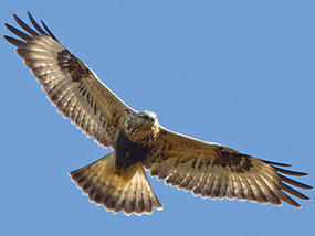 Rough-Legged Hawk © Phil Brown
