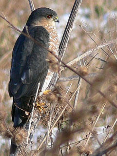 Sharp-shinned hawk © Richard Johnson