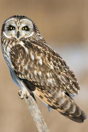Short-eared owl © Joe Vincent