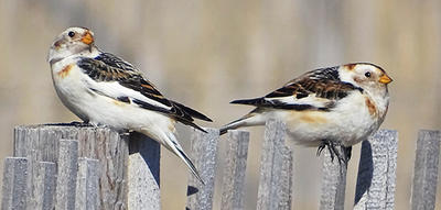 Snow Buntings on a wooden fence © Jim Sweeney 