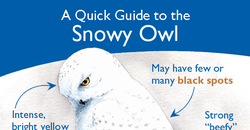 Snowy owl quick guide