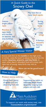 Snowy owl quick guide