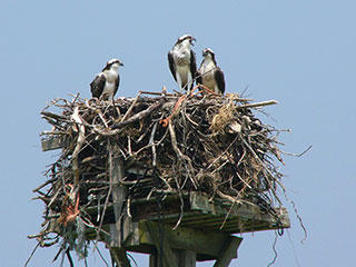 Three osprey in nest © Richard Johnson